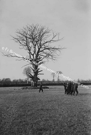 FELLING TREES